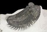 Coltraneia Trilobite Fossil - Huge Faceted Eyes #125235-1